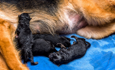 Illustration : "La naissance des chiots"