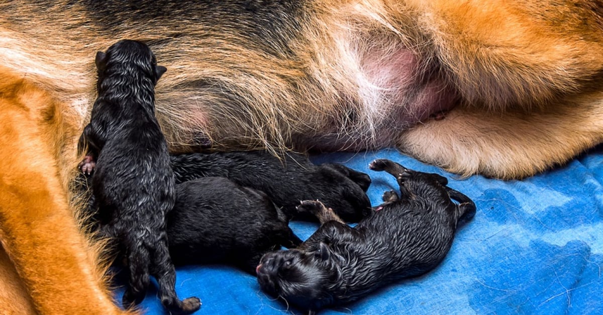 La naissance des chiots : informations et conseils