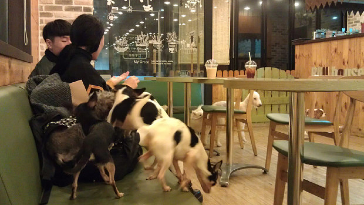 Illustration : "Après les bars à chats, voici les cafés à chiens en Corée du Sud"