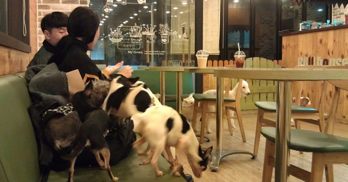 Apres Les Bars A Chats Voici Les Cafes A Chiens En Coree Du Sud