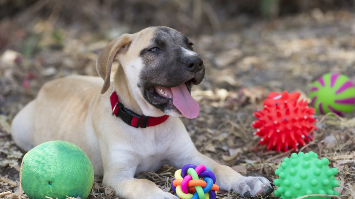 Les jouets pour chien : comment choisir les bons produits ?