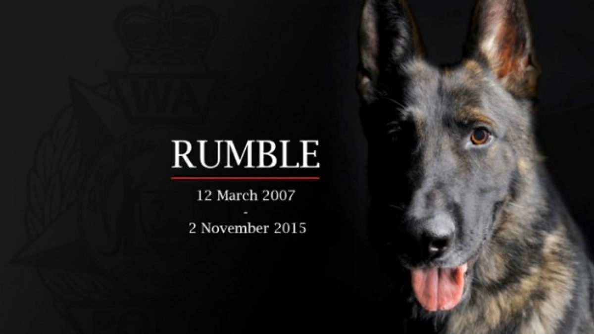 Illustration : "Rumble, le valeureux chien policier d’Australie-Occidentale est décédé"