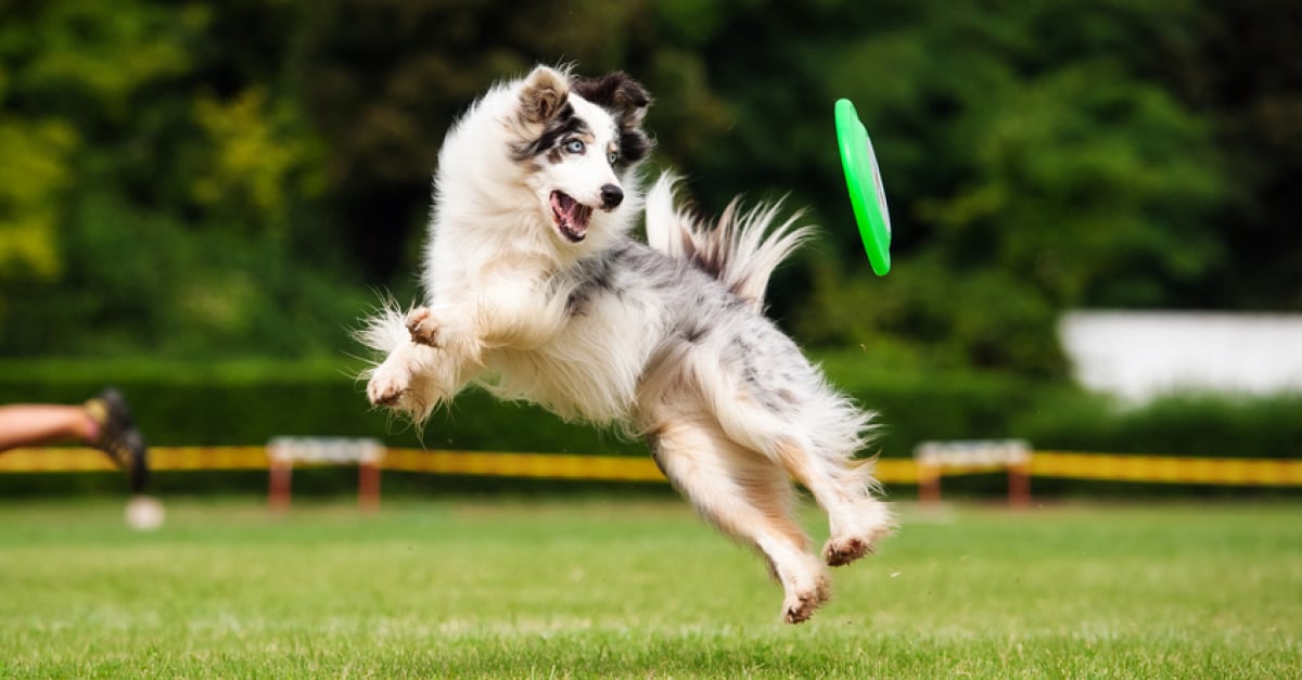 Le frisbee, un jeu familial à pratiquer en plein air