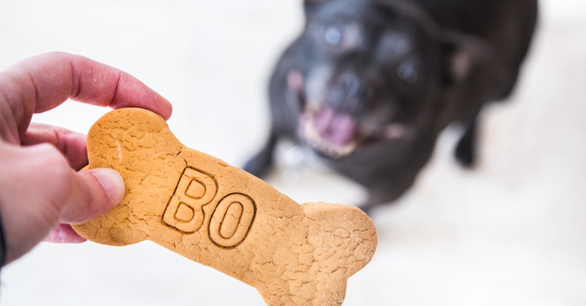 Les Meilleurs Noms Pour Un Chien En 16 L Annee Des M