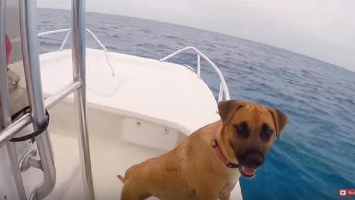 Illustration : "Sandy la chienne qui nage avec les dauphins pour la première fois de sa vie "