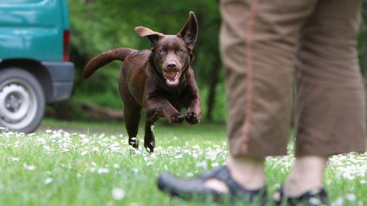 Illustration : "Les sorties adaptées pour un chien âgé"