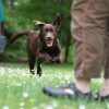 Illustration : Les sorties adapt&eacute;es pour un chien &acirc;g&eacute;