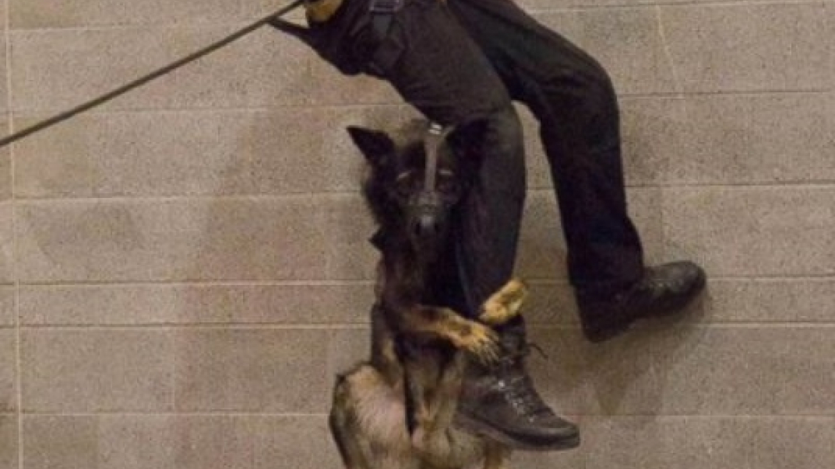 Illustration : "Un chien policier s'accroche désespérément à la jambe de son maître et émeut la Toile !"