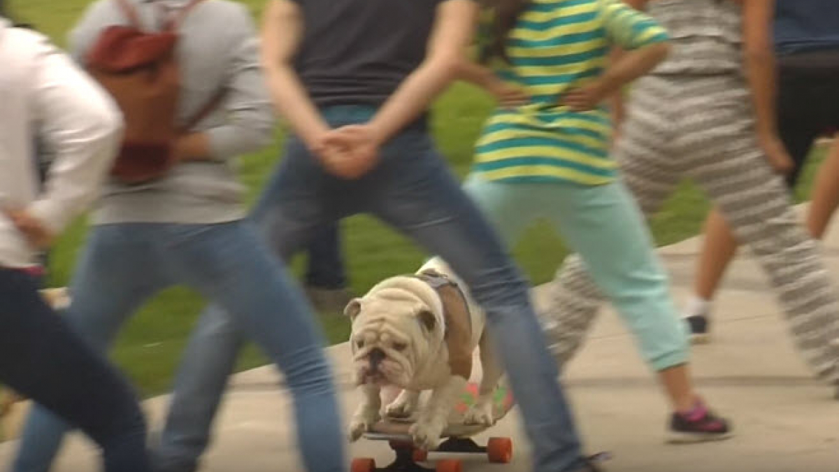 Illustration : "Un Bulldog bat le record du monde de la plus longue traversée de tunnel de jambes en skateboard"