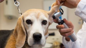 Quelles sont les informations à retenir sur l'hygiène du chien ?