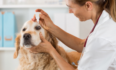 Illustration : "La perte de vision chez le chien"