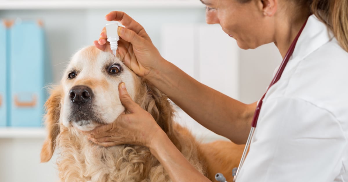La Perte De Vision Chez Le Chien Les Différentes Maladies
