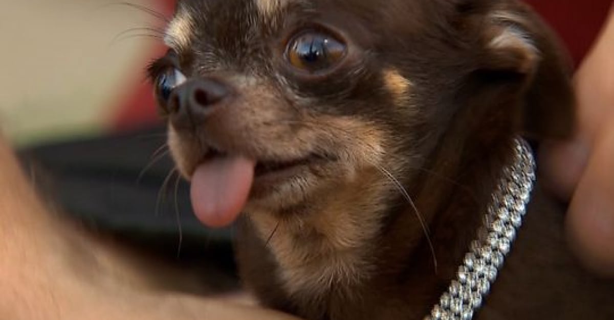 Faites Connaissance Avec Milly Le Plus Petit Chien Au Monde