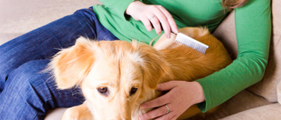 Illustration : "Le traitement des tiques chez le chien"