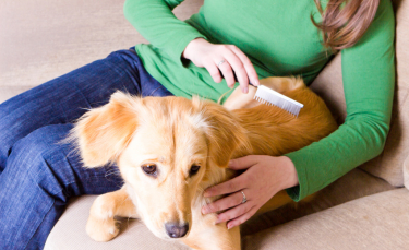 Illustration : "Le traitement des tiques chez le chien"