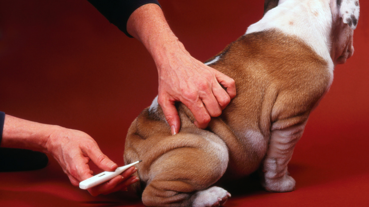 Illustration : "Prendre la température de son chien"