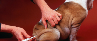 Illustration : "Prendre la température de son chien"