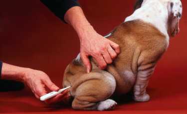 Illustration : "Prendre la température de son chien"