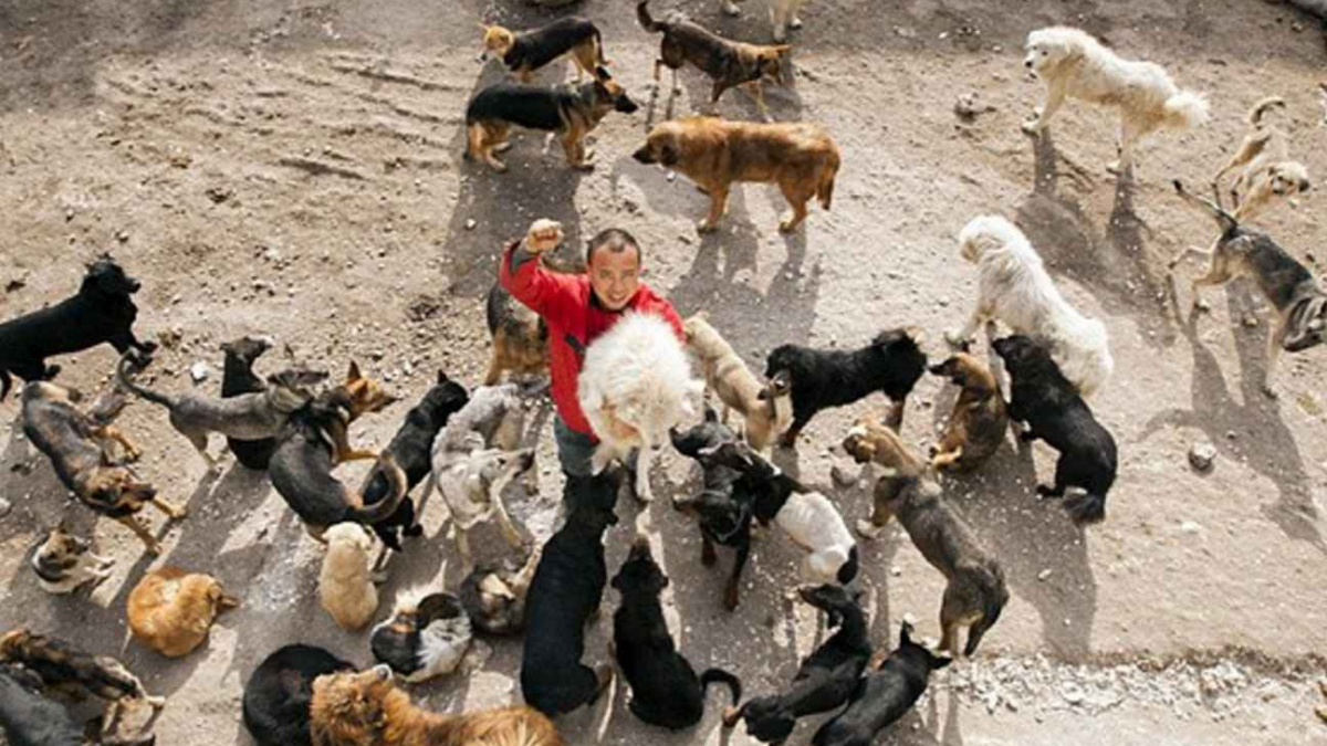 Illustration : "Un Chinois fortuné vient en aide aux chiens errants destinés à être abattus"