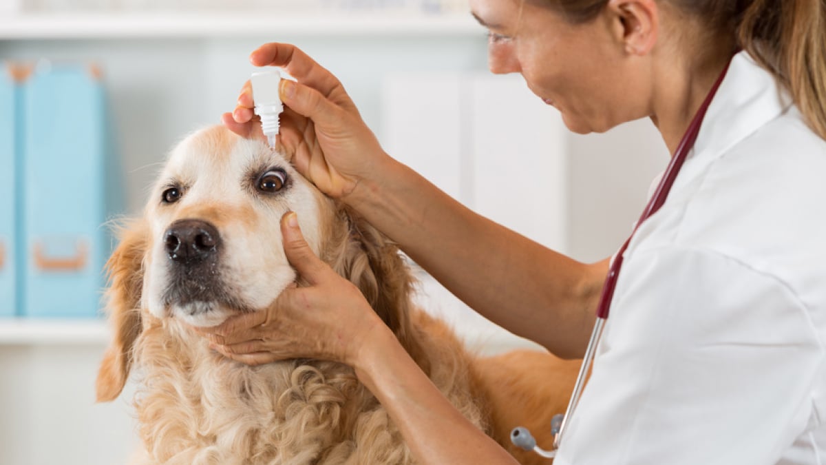 Illustration : "Nettoyer les yeux de son chien"