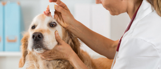 Illustration : "Nettoyer les yeux de son chien"