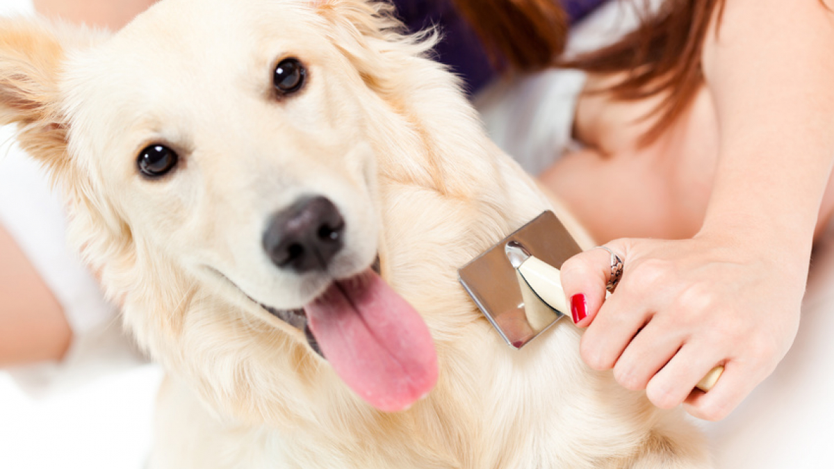 Illustration : "Entretenir la beauté des poils de son chien"