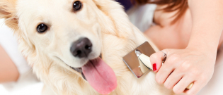 Illustration : "Entretenir la beauté des poils de son chien"