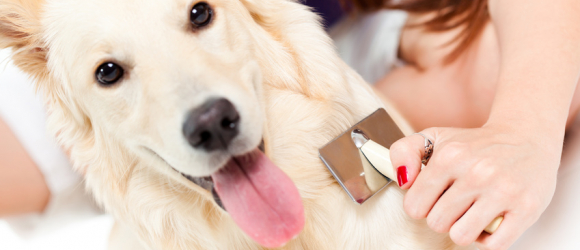 Illustration : "Entretenir la beauté des poils de son chien"
