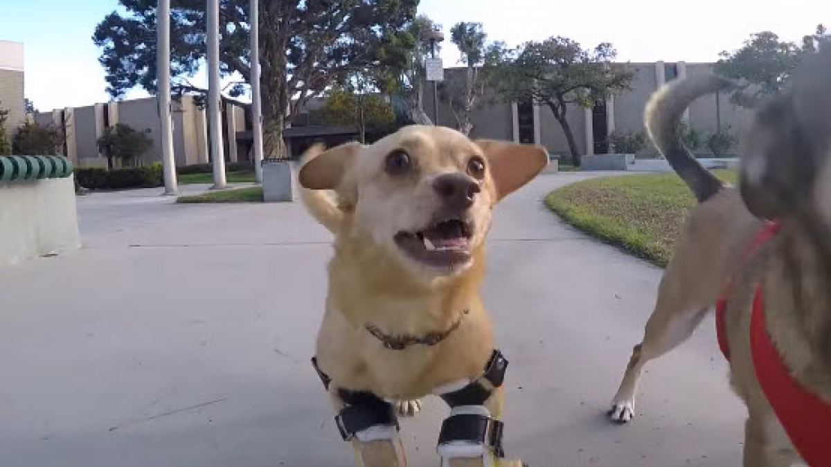 Illustration : "Découvrez Daisy, un chien qui marche de nouveau grâce à ses nouvelles prothèses"