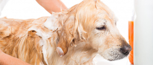 Illustration : "Choisir le bon shampooing pour son chien"