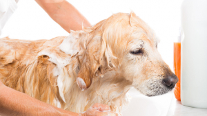 Tout savoir sur le nettoyage des oreilles du chien ! - Médor et