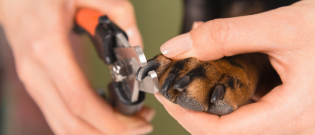 Illustration : "Entretenir les griffes de son chien"