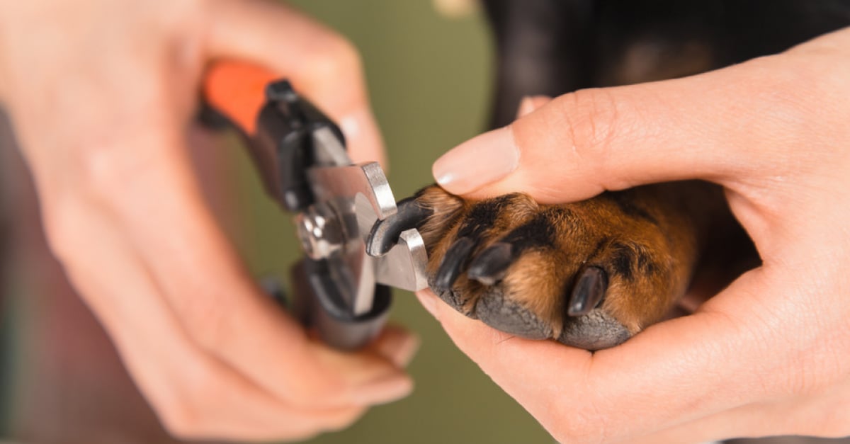 Entretenir les griffes de son chien : comment lui couper les ongles ?