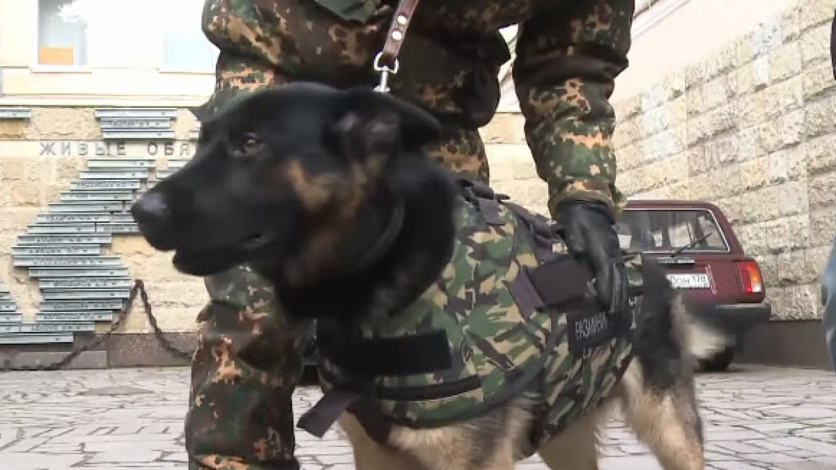Illustration : "Une armure spécialement conçue pour les chiens des forces armées"