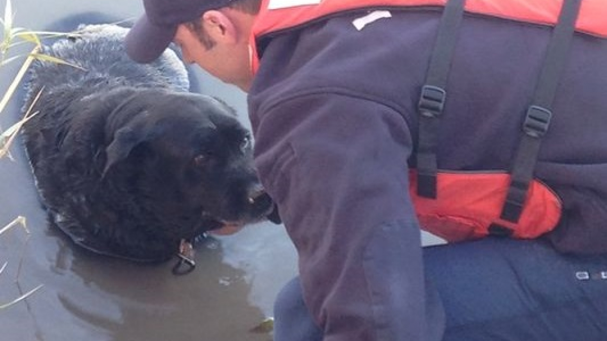 Illustration : "Etats-Unis : un chien sauvé par les pompiers alors qu’il s’enfonçait dans la vase"