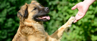 Illustration : "Prendre soin des pattes de son chien"