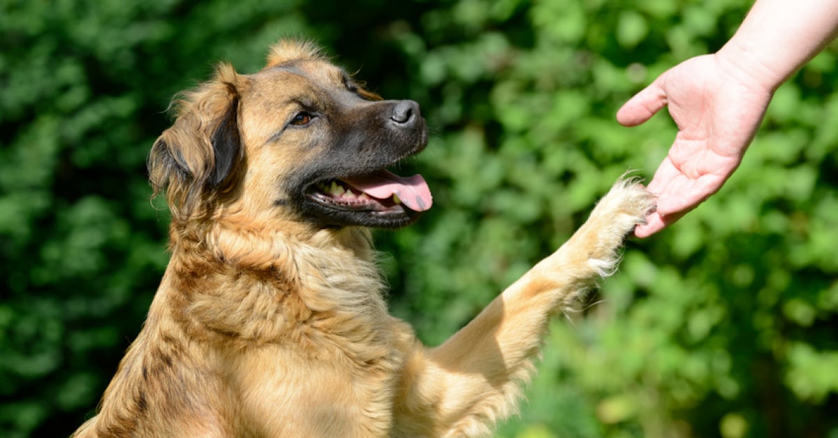 Prendre soin des pattes de son chien  précautions et bons gestes