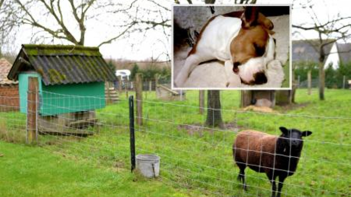 Illustration : "Belgique : une chienne s’attaque à 2 poules, leur propriétaire l'abat et l'enterre dans son jardin !"
