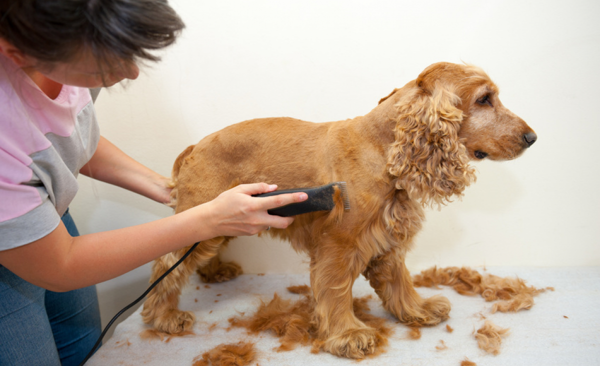 Illustration : "La tondeuse pour chien"