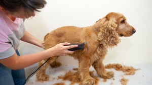 Illustration : La tondeuse pour chien