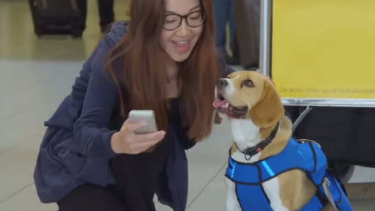 Illustration : "Voici Sherlock, le chien spécialiste des objets trouvés à l’aéroport d’Amsterdam"