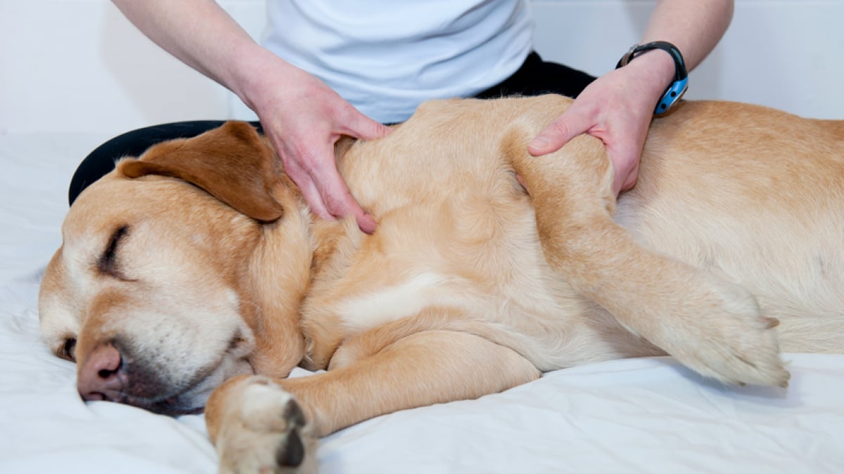 Illustration : "Le massage canin"