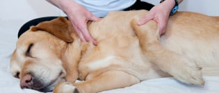Illustration : "Le massage canin"