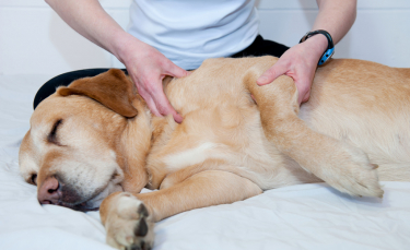 Illustration : "Le massage canin"