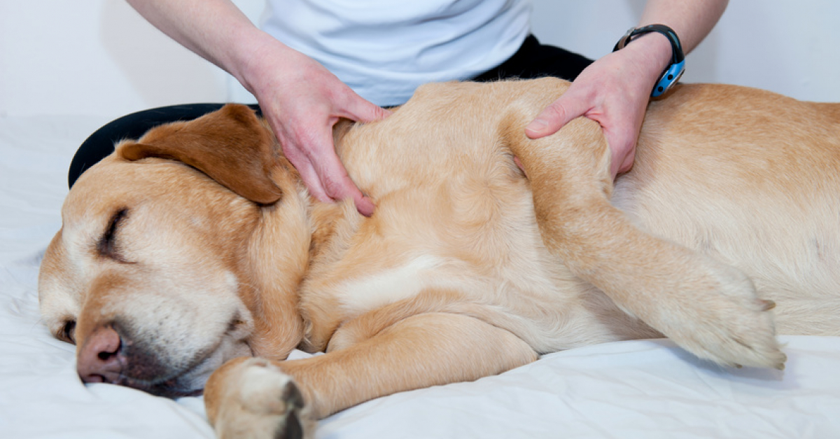 massage chien