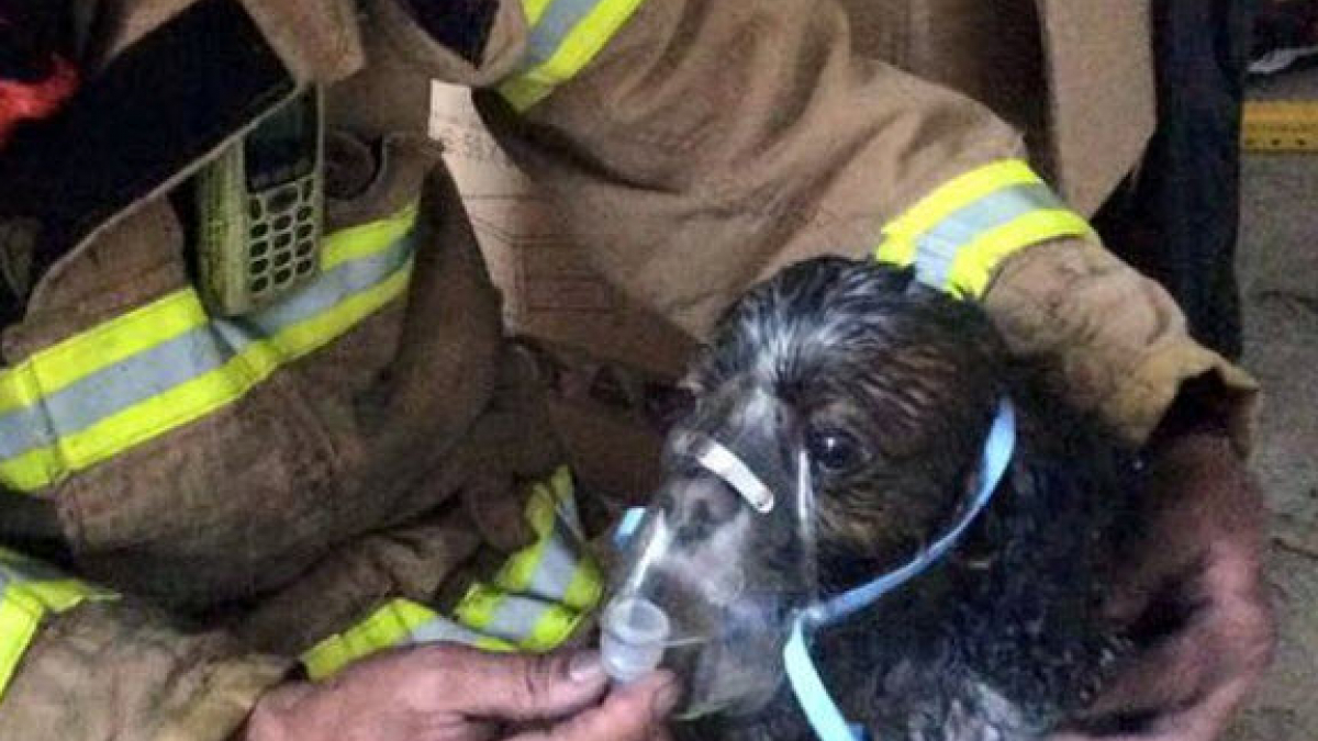 Illustration : "Sans l’intervention des pompiers, ce chien serait mort dans l’incendie !"