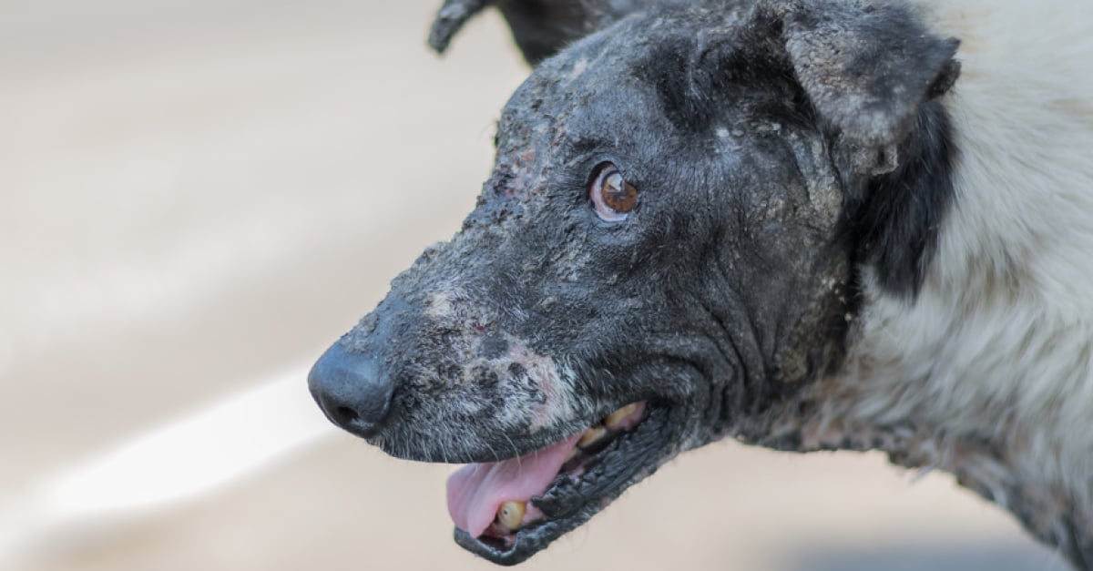 Mon Chien A Des Croutes Noires