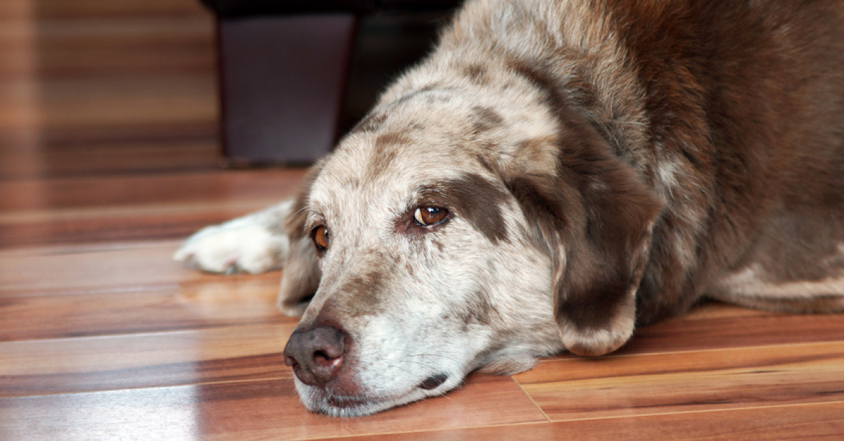 La crise d pilepsie chez le chien  comprendre et r agir