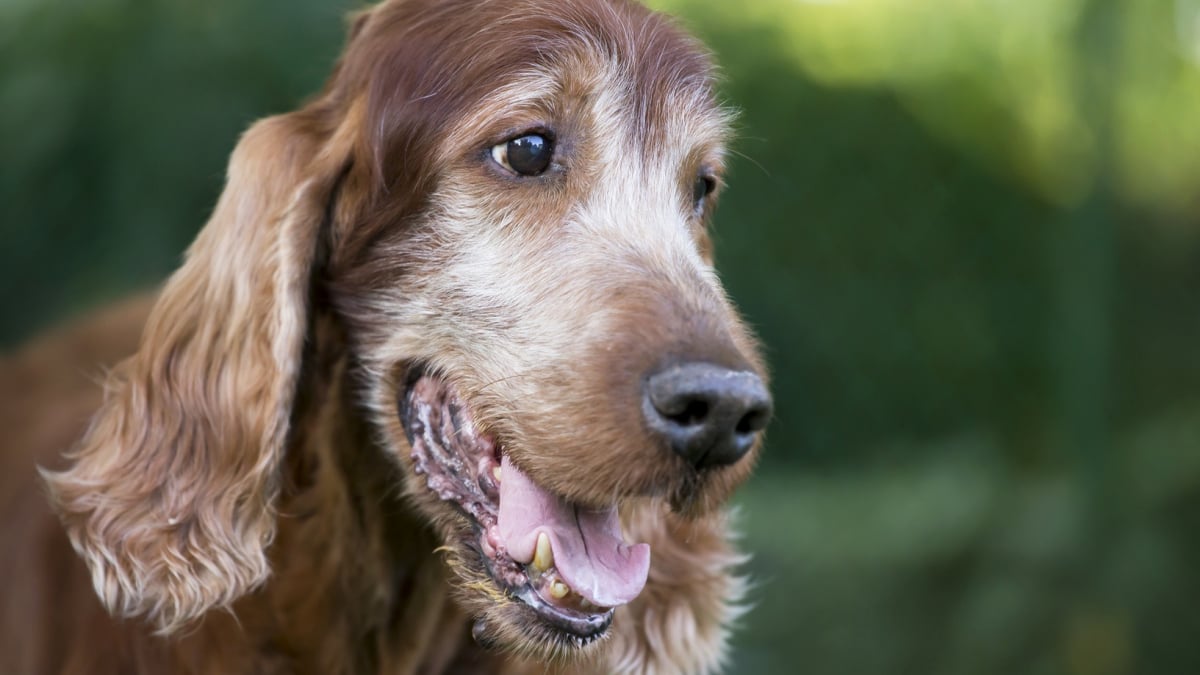 L'AVC chez le chien : les causes et les réflexes à adopter