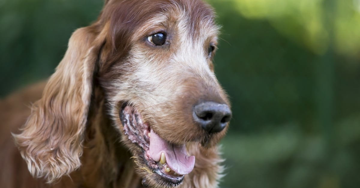 Chien âgé qui perd la tête : que faire ?